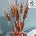 گل مسی زنجان 