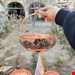سبد مسی رز سلطنتی بزرگ 